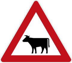 Cattle crossing